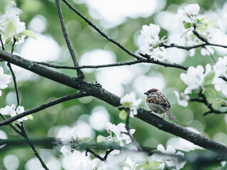 深圳平湖有限行路段吗目前深圳市对外地车牌有限